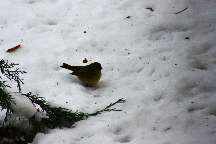 Dalla finestre...nella neve.